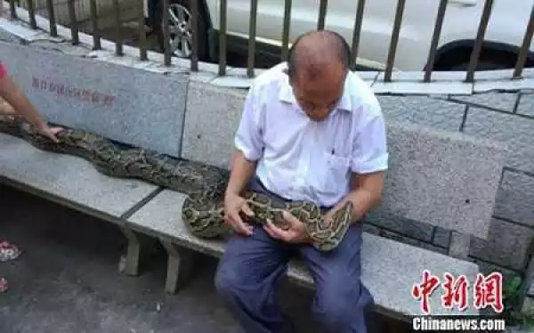 Unbelievable! Meet the Couple Who are Raising a 3.7 Meter Python as their Child (Photos)
